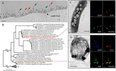 Identification and Genomic Characterization of Two Previously Unknown Magnetotactic Nitrospirae